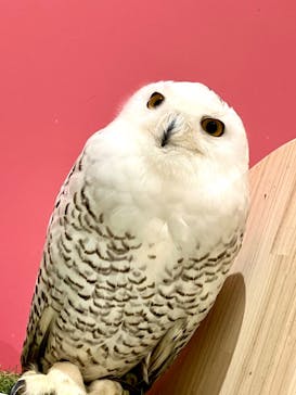 アニタッチららぽーと名古屋みなとアクルスに投稿された画像（2024/5/5）