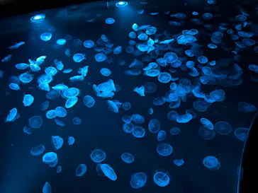 すみだ水族館に投稿された画像（2024/5/5）