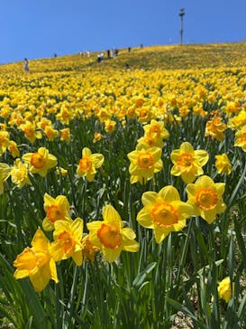 びわ湖バレイに投稿された画像（2024/5/5）