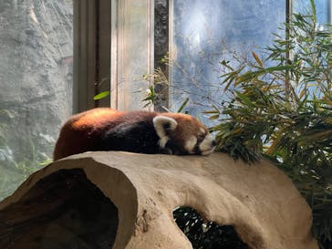 よこはま動物園ズーラシアに投稿された画像（2024/5/5）