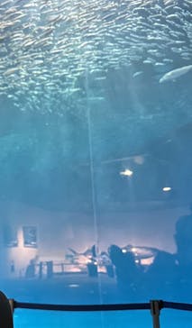 名古屋港水族館に投稿された画像（2024/5/5）