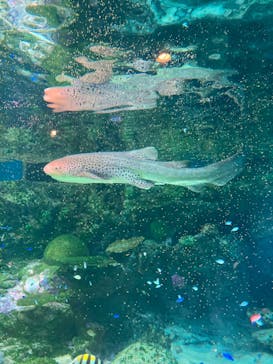 マクセル アクアパーク品川に投稿された画像（2024/5/5）