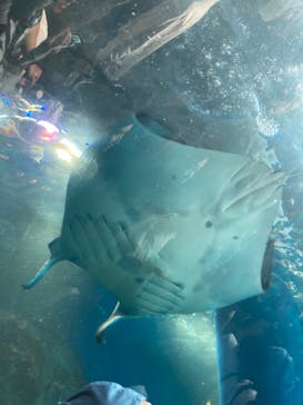 マクセル アクアパーク品川に投稿された画像（2024/5/5）