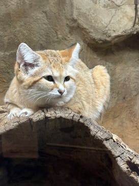 那須どうぶつ王国に投稿された画像（2024/5/5）