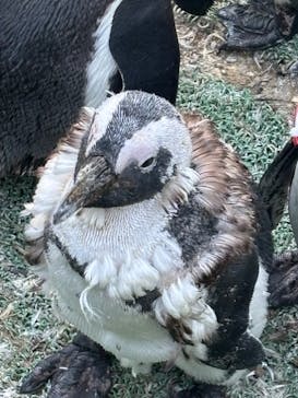 那須どうぶつ王国に投稿された画像（2024/5/5）