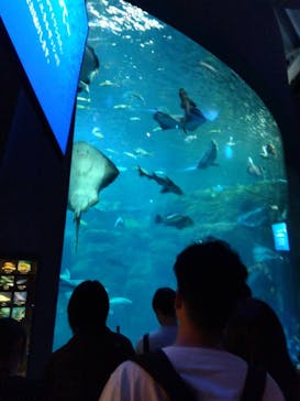 新江ノ島水族館に投稿された画像（2024/5/5）
