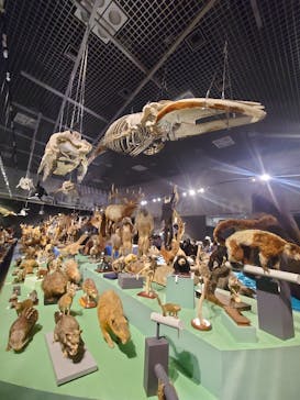 特別展「大哺乳類展３－わけてつなげて大行進」に投稿された画像（2024/5/5）