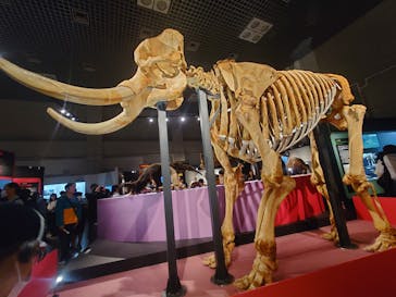 特別展「大哺乳類展３－わけてつなげて大行進」に投稿された画像（2024/5/5）