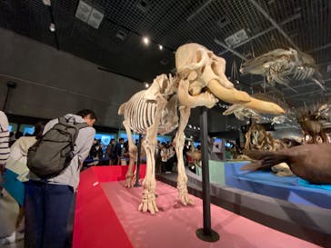 特別展「大哺乳類展３－わけてつなげて大行進」に投稿された画像（2024/5/5）