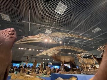 特別展「大哺乳類展３－わけてつなげて大行進」に投稿された画像（2024/5/5）