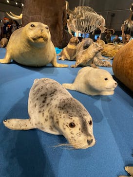 特別展「大哺乳類展３－わけてつなげて大行進」に投稿された画像（2024/5/5）