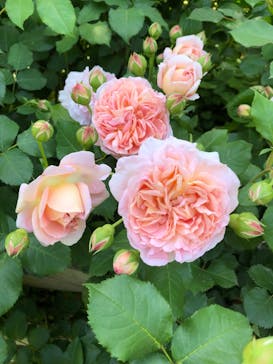 横浜イングリッシュガーデンに投稿された画像（2024/5/5）