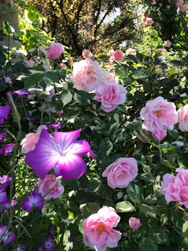 横浜イングリッシュガーデンに投稿された画像（2024/5/5）