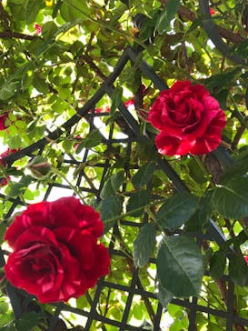 横浜イングリッシュガーデンに投稿された画像（2024/5/5）