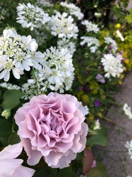 横浜イングリッシュガーデンに投稿された画像（2024/5/5）