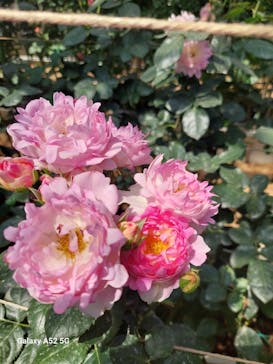 いばらきフラワーパークに投稿された画像（2024/5/5）