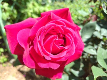 京成バラ園に投稿された画像（2024/5/5）