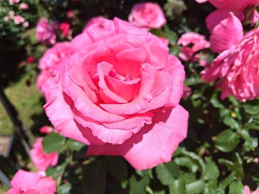 京成バラ園に投稿された画像（2024/5/5）