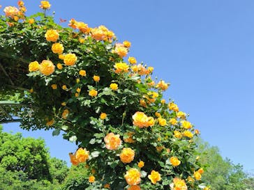 京成バラ園に投稿された画像（2024/5/5）