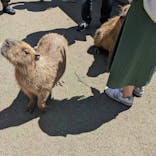 伊豆シャボテン動物公園に投稿された画像（2024/5/5）