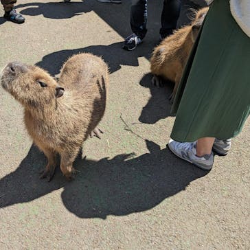 伊豆シャボテン動物公園に投稿された画像（2024/5/5）