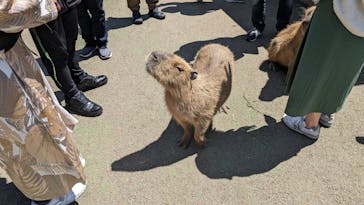 伊豆シャボテン動物公園に投稿された画像（2024/5/5）