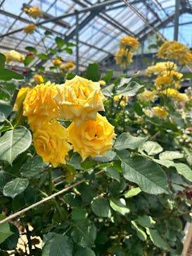 いばらきフラワーパークに投稿された画像（2024/5/5）