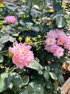 いばらきフラワーパークに投稿された画像（2024/5/5）