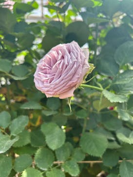 いばらきフラワーパークに投稿された画像（2024/5/5）