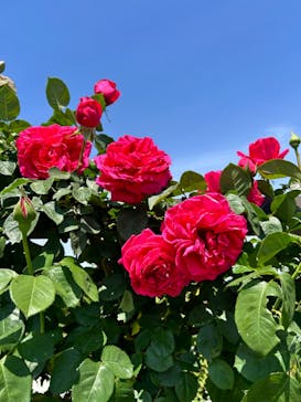 いばらきフラワーパークに投稿された画像（2024/5/5）