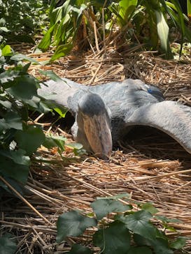 なばなの里に投稿された画像（2024/5/5）