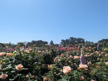 浜名湖花博2024に投稿された画像（2024/5/5）