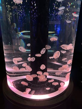 マクセル アクアパーク品川に投稿された画像（2024/5/5）