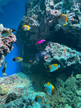 マクセル アクアパーク品川に投稿された画像（2024/5/5）