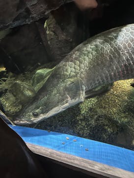 マクセル アクアパーク品川に投稿された画像（2024/5/5）