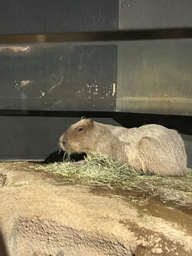 マクセル アクアパーク品川に投稿された画像（2024/5/5）