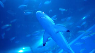 横浜・八景島シーパラダイス　プレジャーランドに投稿された画像（2024/5/5）