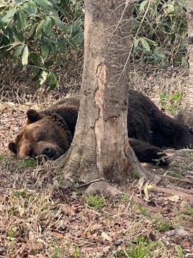 サホロリゾート　ベア･マウンテンに投稿された画像（2024/5/5）