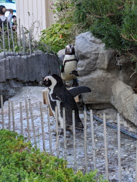 サンシャイン水族館に投稿された画像（2024/5/5）