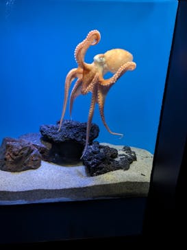 サンシャイン水族館に投稿された画像（2024/5/5）