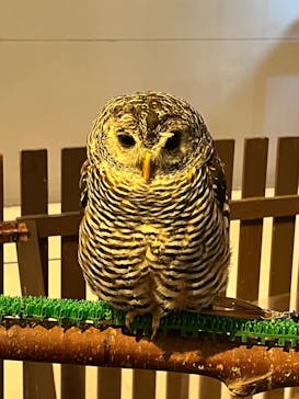 Moff animal cafe イオンモール幕張新都心店に投稿された画像（2024/5/5）