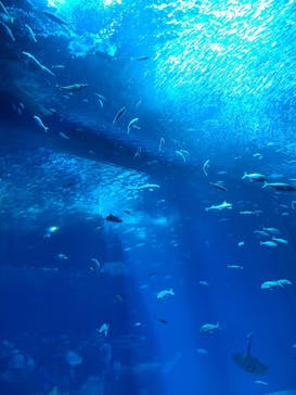 アクアワールド茨城県大洗水族館に投稿された画像（2024/5/5）