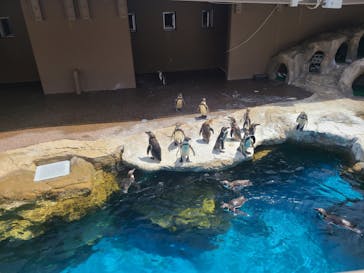 アクアワールド茨城県大洗水族館に投稿された画像（2024/5/5）
