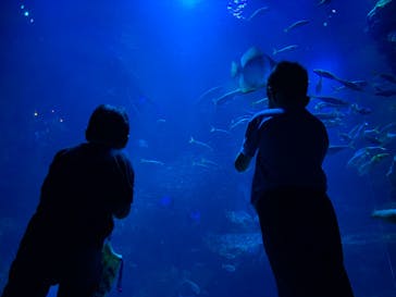 京都鉄道博物館×京都水族館に投稿された画像（2024/5/5）