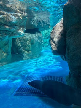京都水族館に投稿された画像（2024/5/5）