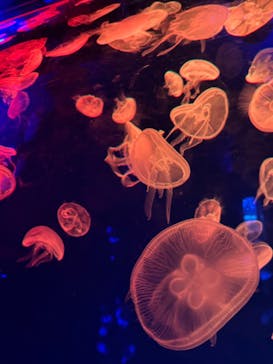 名古屋港水族館に投稿された画像（2024/5/5）