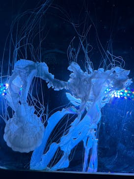 名古屋港水族館に投稿された画像（2024/5/5）