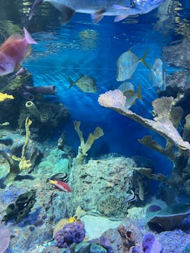 サンシャイン水族館に投稿された画像（2024/5/5）