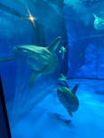 アクアワールド茨城県大洗水族館に投稿された画像（2024/5/5）