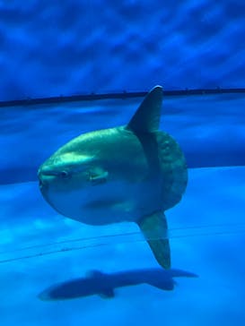 アクアワールド茨城県大洗水族館に投稿された画像（2024/5/5）